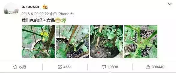 明星都在忙種菜?王祖藍小菜園品種豐富,劉濤種菜方式最先進