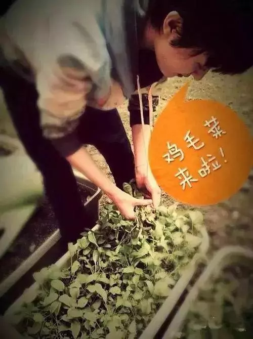 明星都在忙種菜?王祖藍小菜園品種豐富,劉濤種菜方式最先進