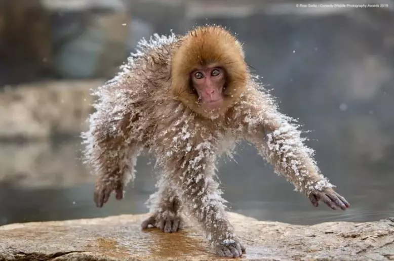 小心別笑太大聲! 最歡樂「搞笑動物攝影獎」野生的諧星出沒中
