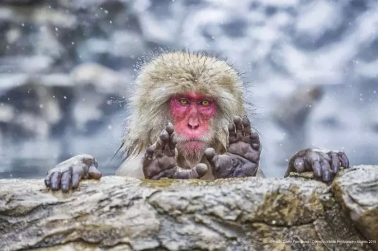 小心別笑太大聲! 最歡樂「搞笑動物攝影獎」野生的諧星出沒中