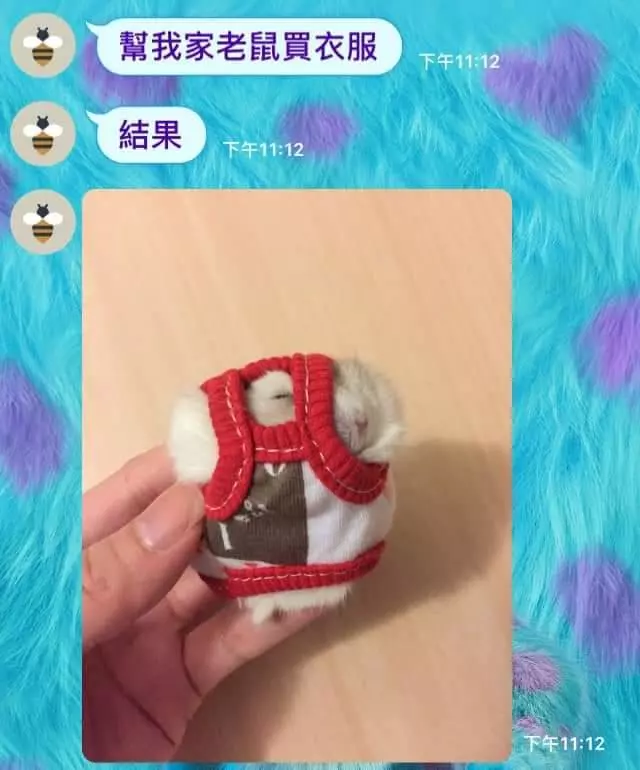幫家裡的寵物鼠買衣服,一套下去不太對勁!網友看完影片都笑歪了:有夠可愛!