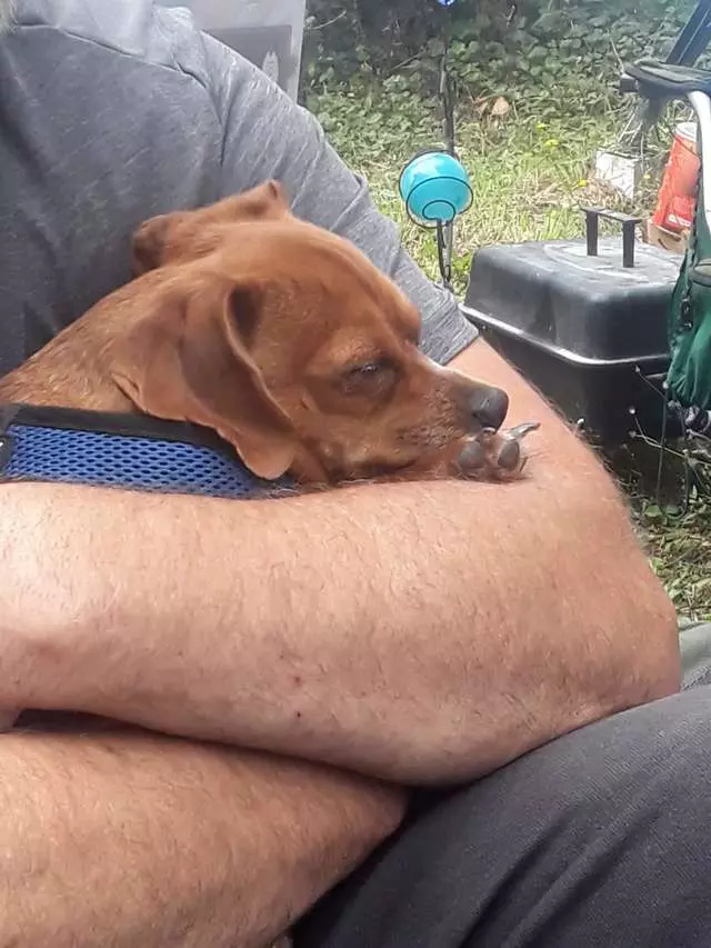 忠犬感應到「把拔的最後一天」 躺床上緊緊依偎:說好要永遠在一起的…