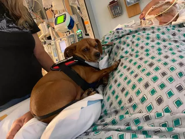 忠犬感應到「把拔的最後一天」 躺床上緊緊依偎:說好要永遠在一起的…