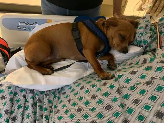忠犬感應到「把拔的最後一天」 躺床上緊緊依偎:說好要永遠在一起的…