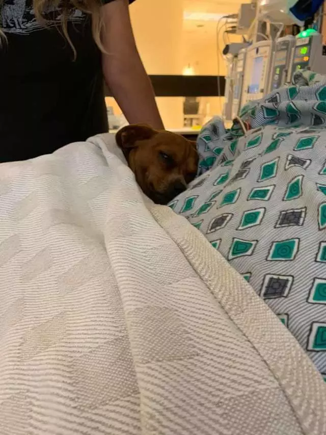 忠犬感應到「把拔的最後一天」 躺床上緊緊依偎:說好要永遠在一起的…