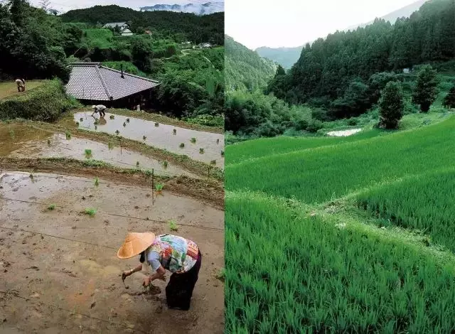 六旬夫妻歸隱田園,20年沒買新衣服整日與泥土為伴,卻引無數人神往