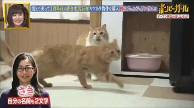 日本最省錢女孩,1天伙食費9塊錢,33歲買下3棟樓