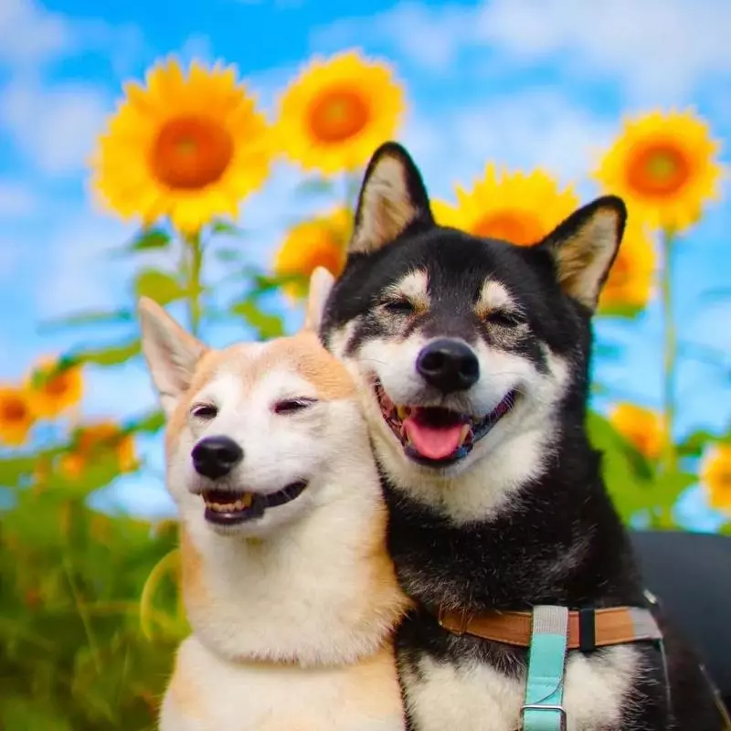 柴犬兄妹步入晚年,「鏟屎官」拍下他們花海中的笑容,治癒3萬人