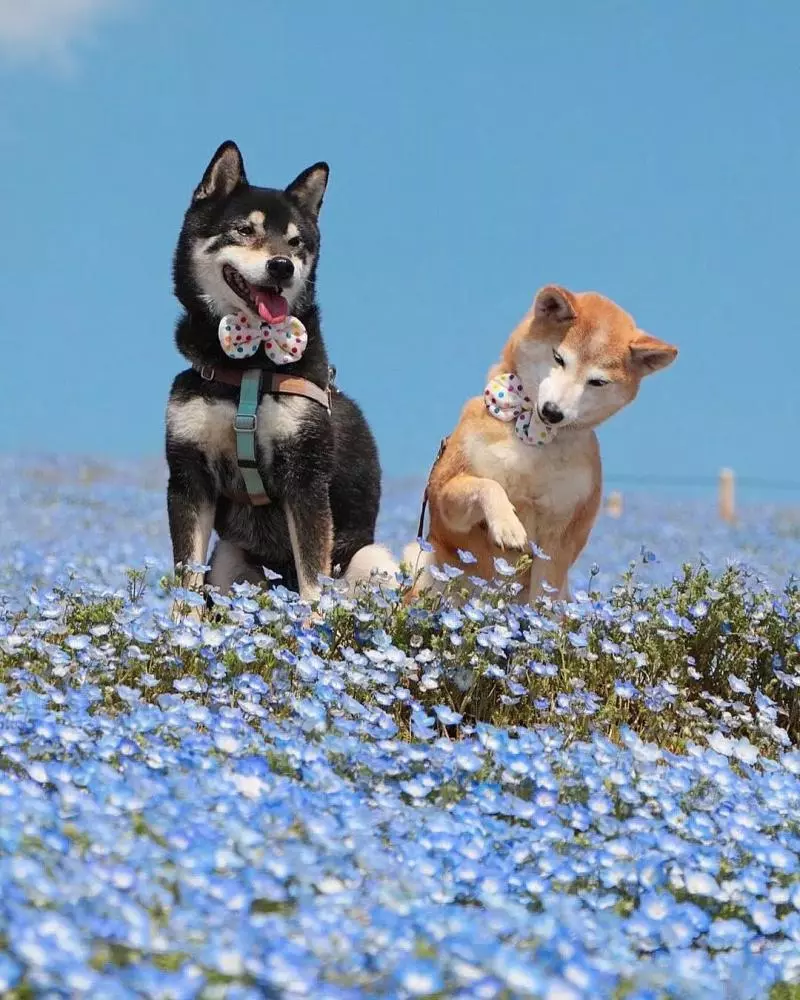 柴犬兄妹步入晚年,「鏟屎官」拍下他們花海中的笑容,治癒3萬人