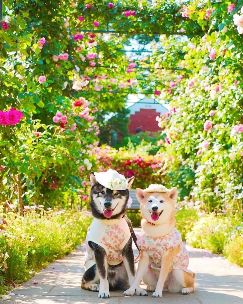 柴犬兄妹步入晚年,「鏟屎官」拍下他們花海中的笑容,治癒3萬人