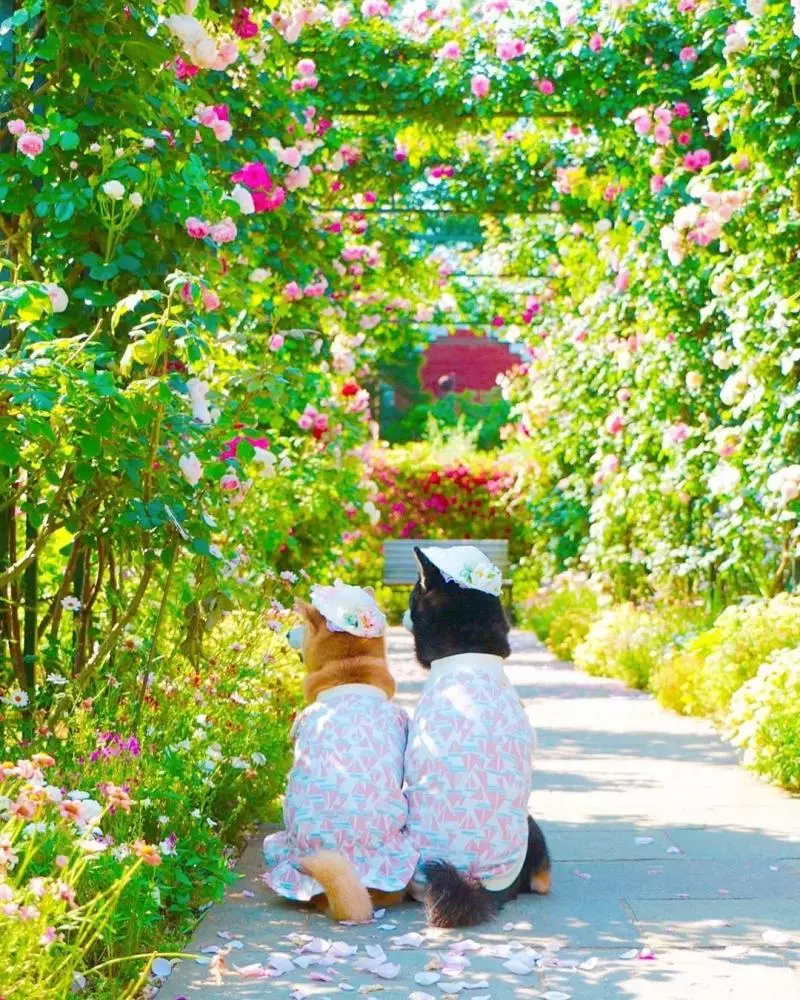 柴犬兄妹步入晚年,「鏟屎官」拍下他們花海中的笑容,治癒3萬人