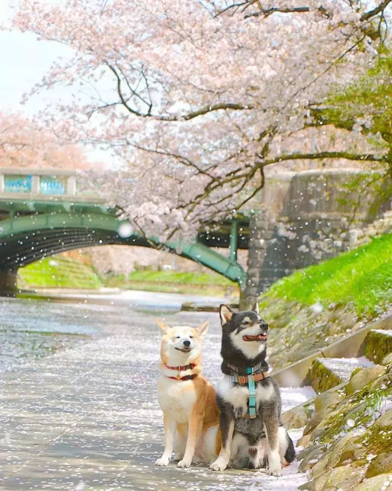 柴犬兄妹步入晚年,「鏟屎官」拍下他們花海中的笑容,治癒3萬人