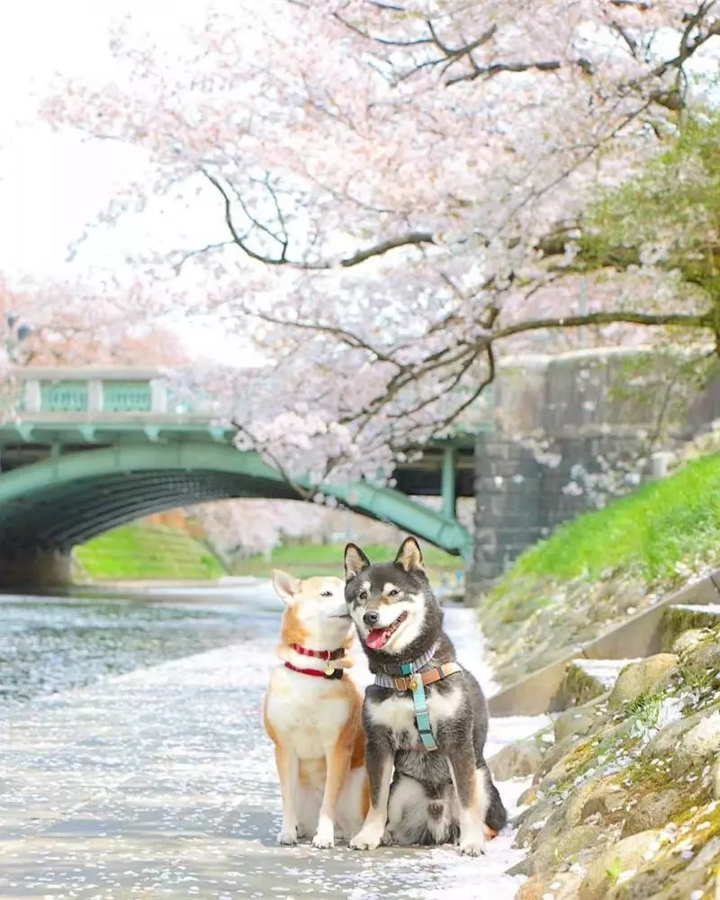 柴犬兄妹步入晚年,「鏟屎官」拍下他們花海中的笑容,治癒3萬人