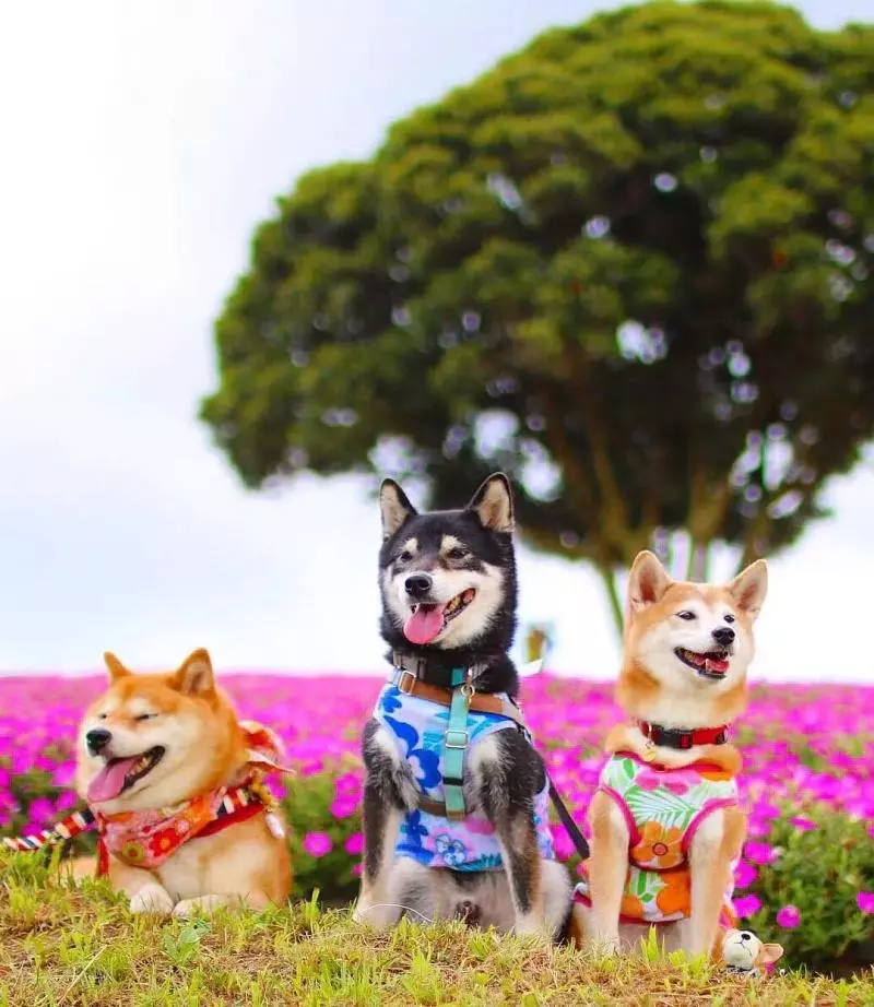 柴犬兄妹步入晚年,「鏟屎官」拍下他們花海中的笑容,治癒3萬人