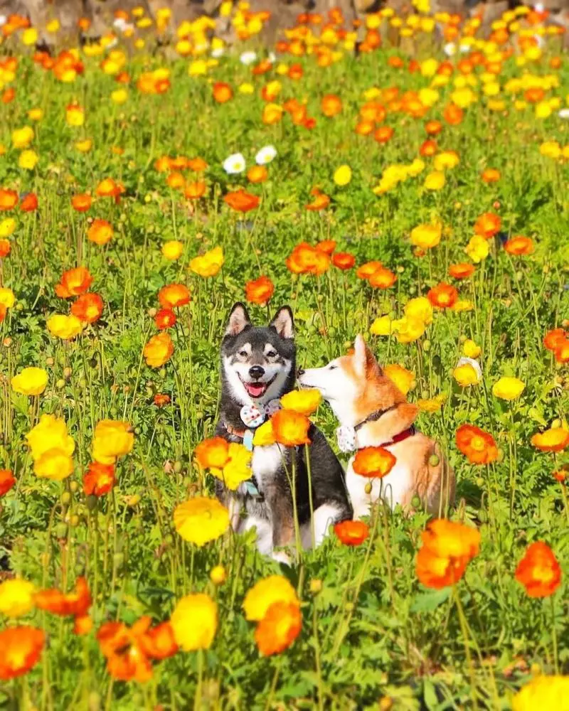 柴犬兄妹步入晚年,「鏟屎官」拍下他們花海中的笑容,治癒3萬人