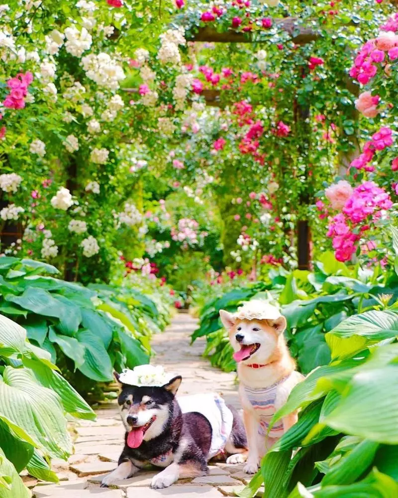 柴犬兄妹步入晚年,「鏟屎官」拍下他們花海中的笑容,治癒3萬人