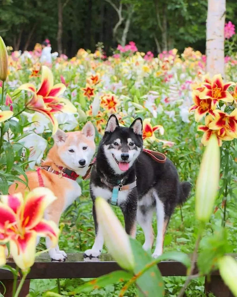 柴犬兄妹步入晚年,「鏟屎官」拍下他們花海中的笑容,治癒3萬人