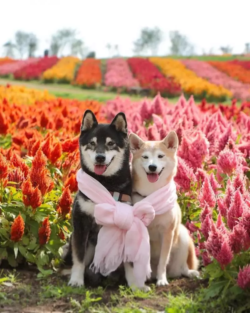 柴犬兄妹步入晚年,「鏟屎官」拍下他們花海中的笑容,治癒3萬人