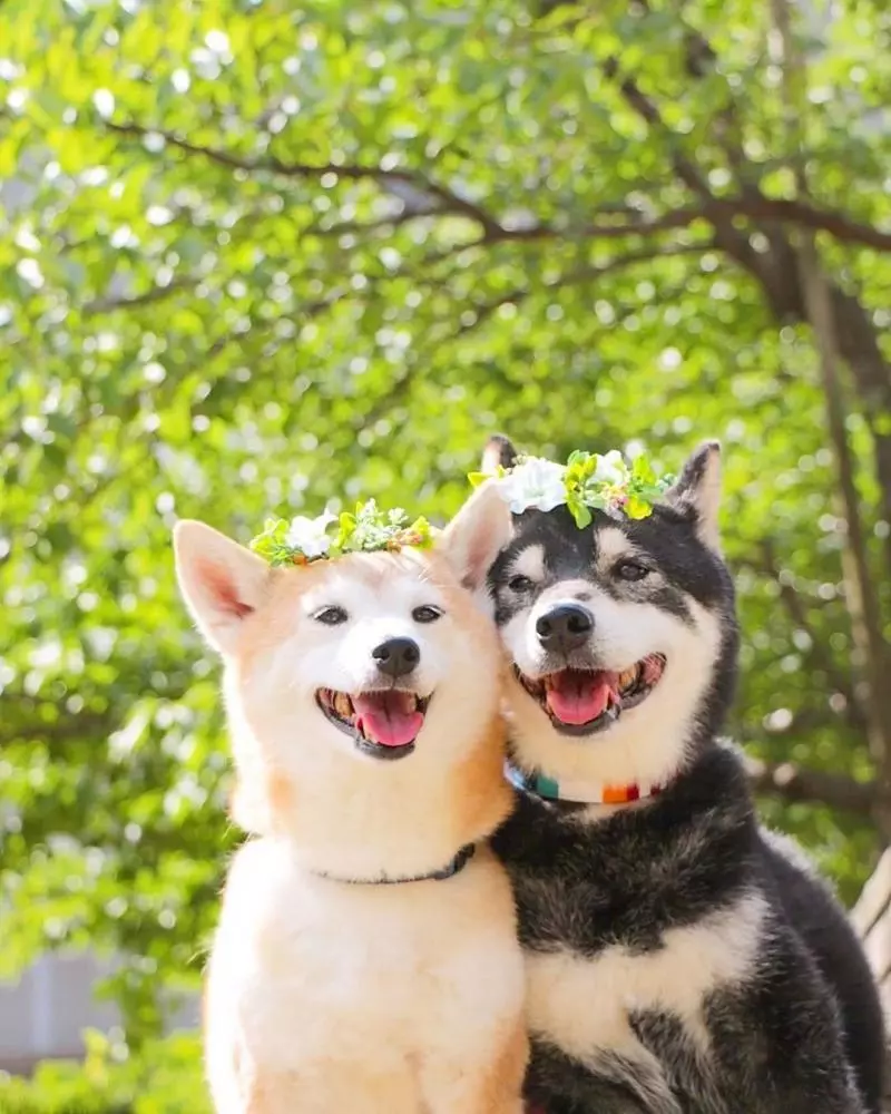 柴犬兄妹步入晚年,「鏟屎官」拍下他們花海中的笑容,治癒3萬人