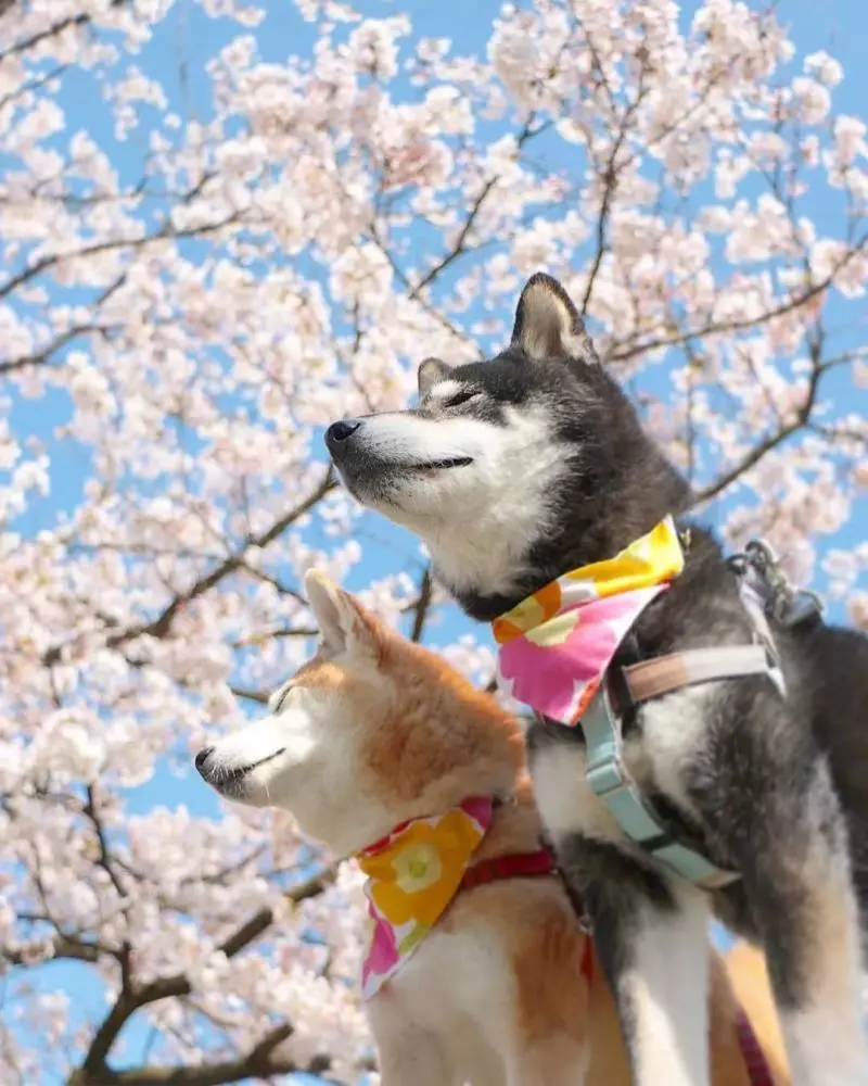 柴犬兄妹步入晚年,「鏟屎官」拍下他們花海中的笑容,治癒3萬人