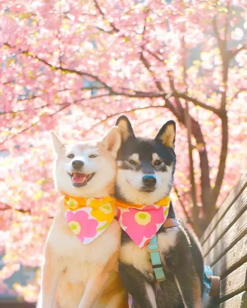 柴犬兄妹步入晚年,「鏟屎官」拍下他們花海中的笑容,治癒3萬人