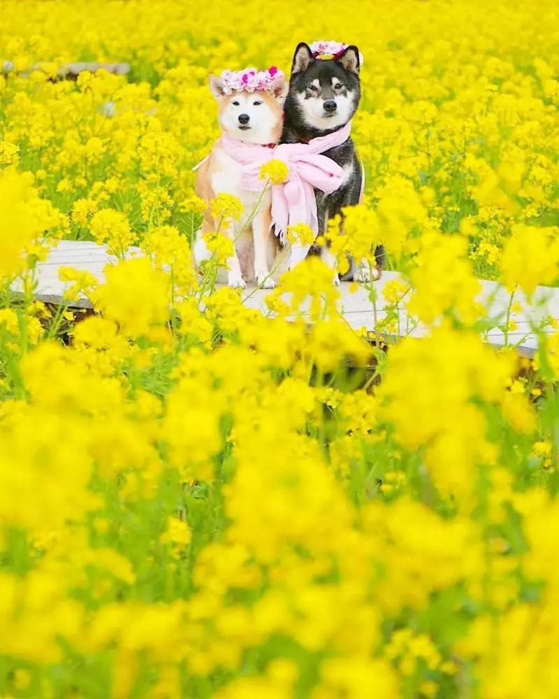 柴犬兄妹步入晚年,「鏟屎官」拍下他們花海中的笑容,治癒3萬人