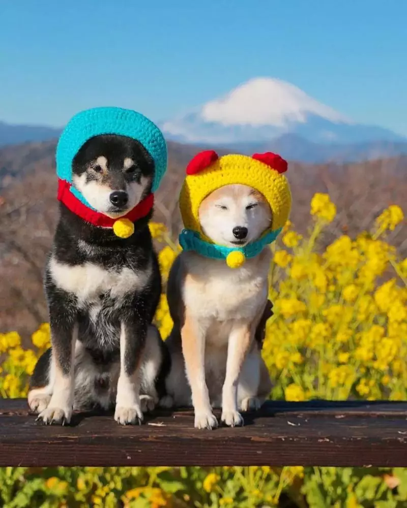 柴犬兄妹步入晚年,「鏟屎官」拍下他們花海中的笑容,治癒3萬人