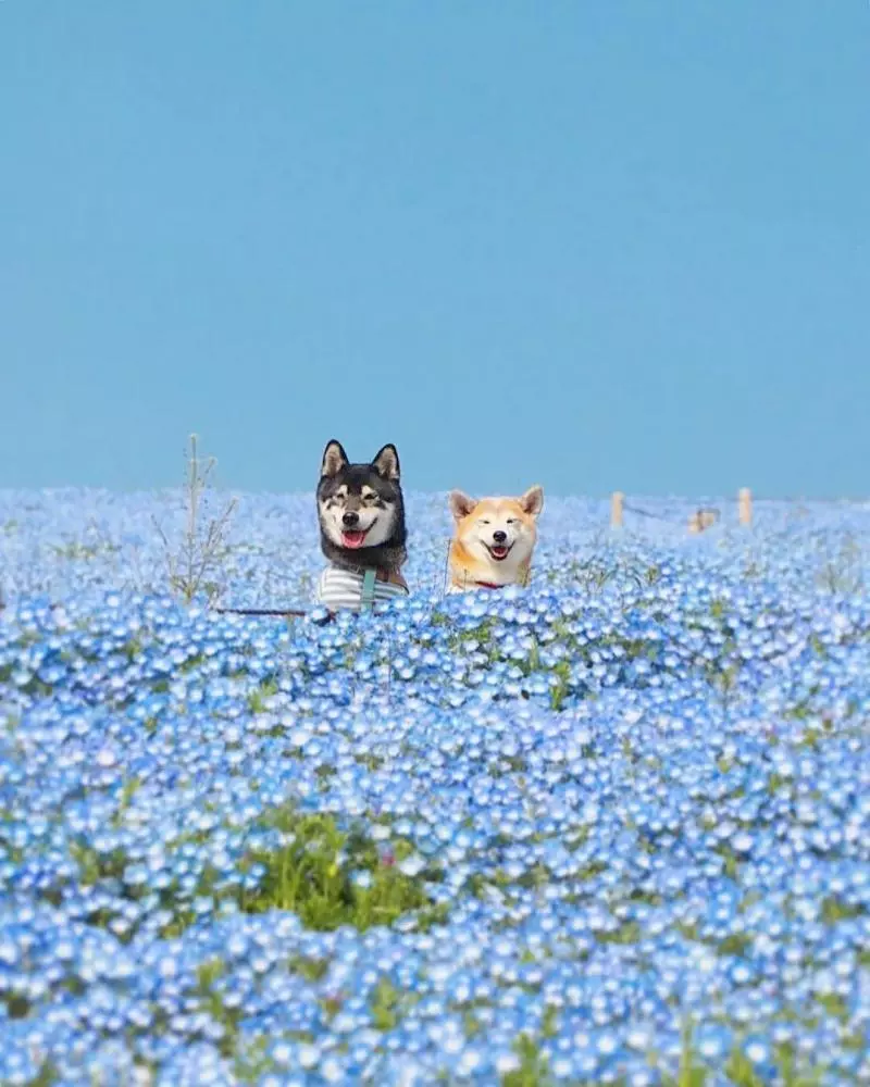 柴犬兄妹步入晚年,「鏟屎官」拍下他們花海中的笑容,治癒3萬人