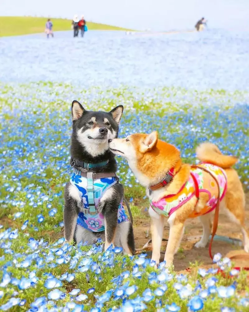 柴犬兄妹步入晚年,「鏟屎官」拍下他們花海中的笑容,治癒3萬人