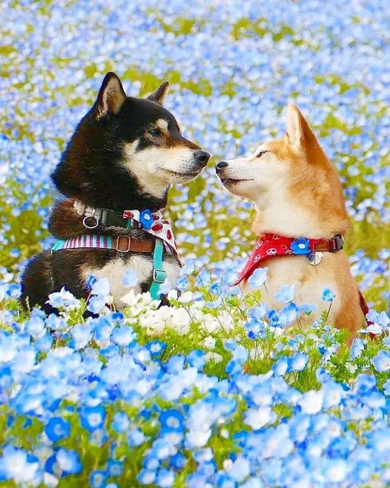柴犬兄妹步入晚年,「鏟屎官」拍下他們花海中的笑容,治癒3萬人