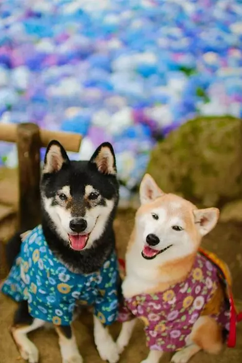 柴犬兄妹步入晚年,「鏟屎官」拍下他們花海中的笑容,治癒3萬人