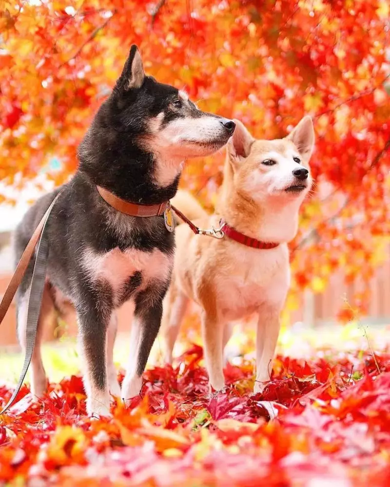 柴犬兄妹步入晚年,「鏟屎官」拍下他們花海中的笑容,治癒3萬人