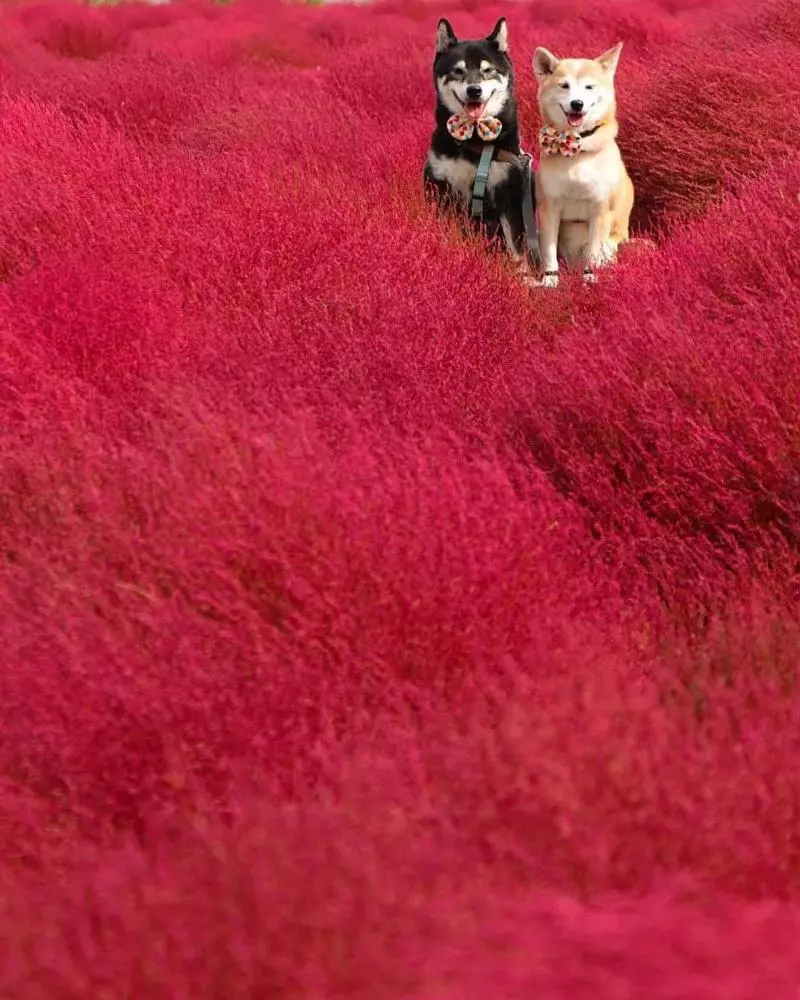 柴犬兄妹步入晚年,「鏟屎官」拍下他們花海中的笑容,治癒3萬人