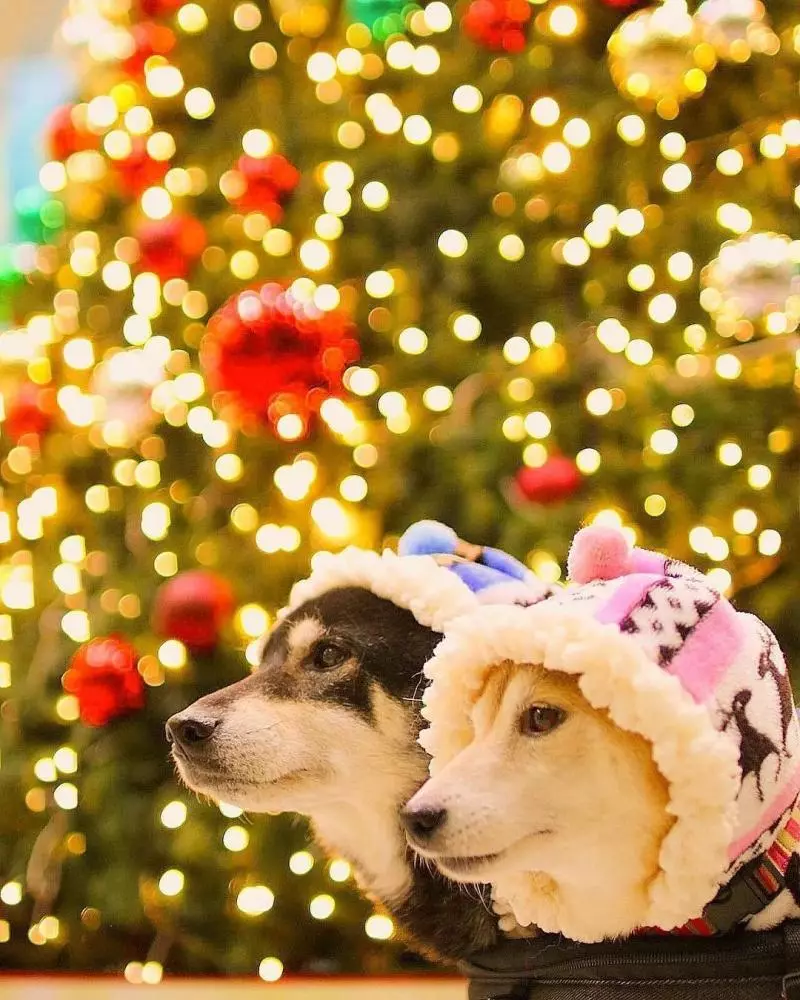 柴犬兄妹步入晚年,「鏟屎官」拍下他們花海中的笑容,治癒3萬人