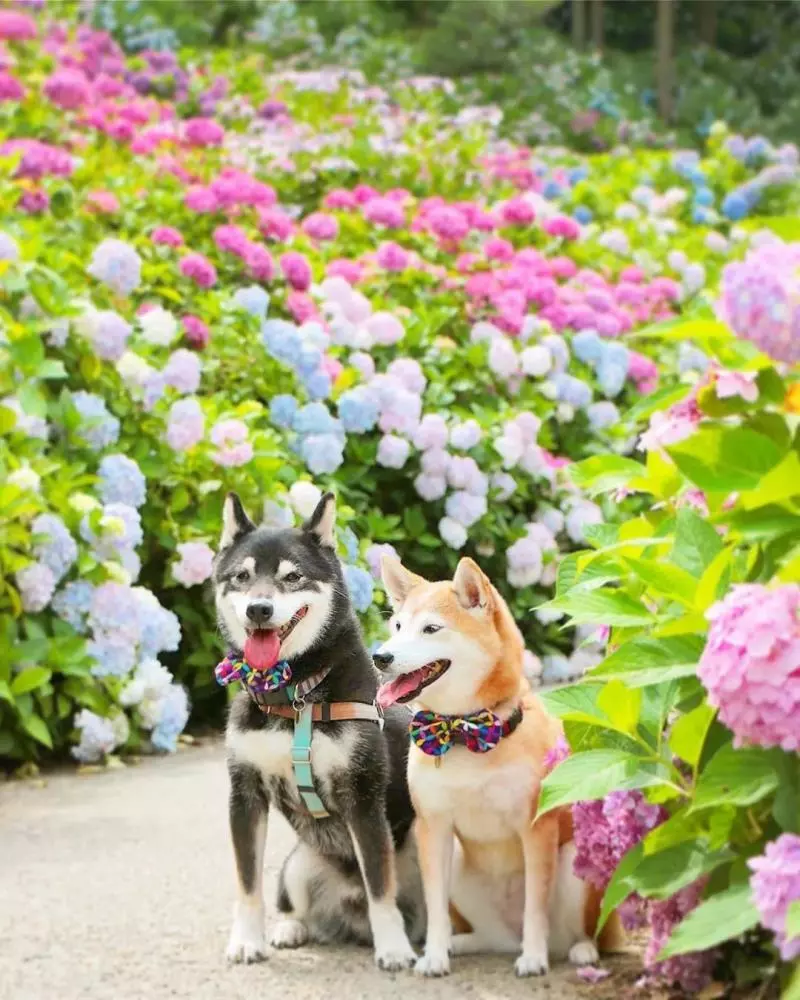 柴犬兄妹步入晚年,「鏟屎官」拍下他們花海中的笑容,治癒3萬人
