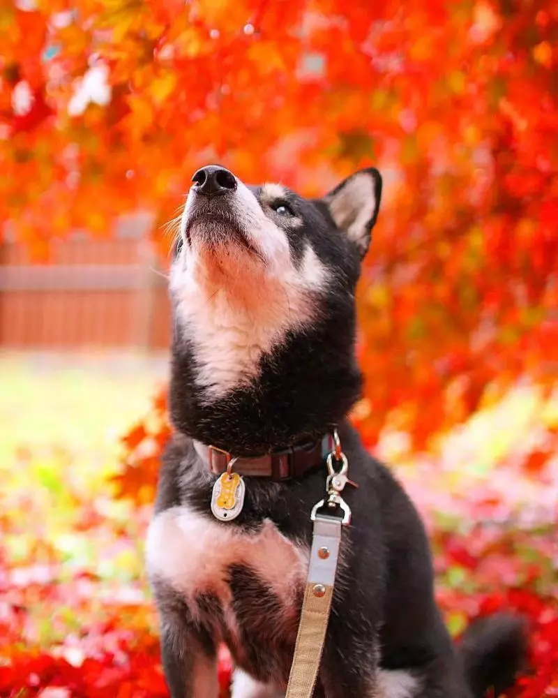 柴犬兄妹步入晚年,「鏟屎官」拍下他們花海中的笑容,治癒3萬人