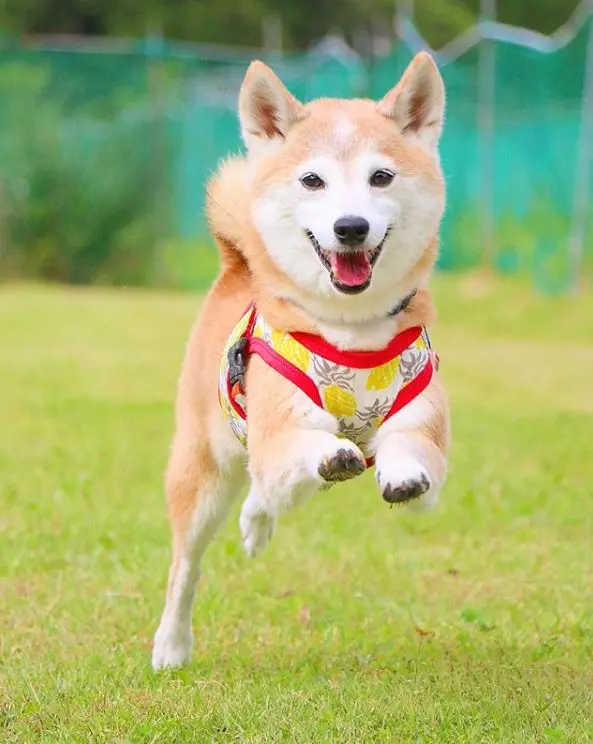 柴犬兄妹步入晚年,「鏟屎官」拍下他們花海中的笑容,治癒3萬人