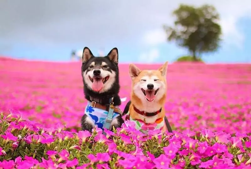 柴犬兄妹步入晚年,「鏟屎官」拍下他們花海中的笑容,治癒3萬人