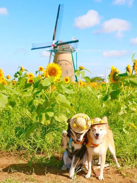 柴犬兄妹步入晚年,「鏟屎官」拍下他們花海中的笑容,治癒3萬人