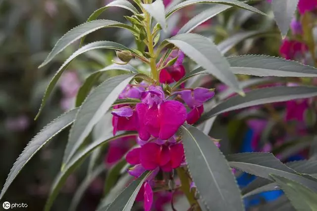 這種花是天然「染髮劑」,陽台種幾盆,白髮去無蹤