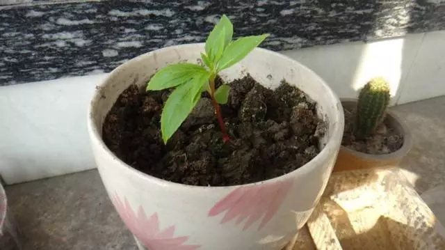這種花是天然「染髮劑」,陽台種幾盆,白髮去無蹤