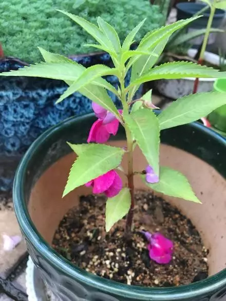 這種花是天然「染髮劑」,陽台種幾盆,白髮去無蹤