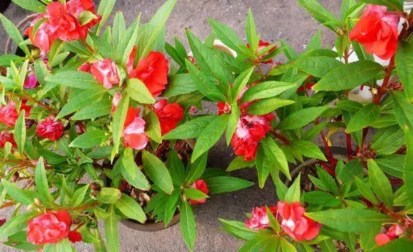 這種花是天然「染髮劑」,陽台種幾盆,白髮去無蹤