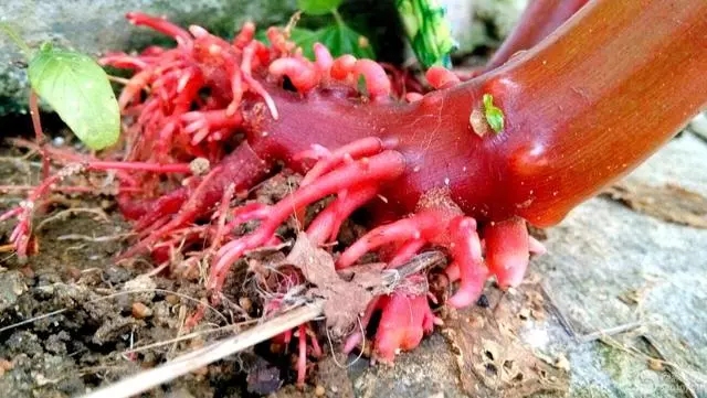 這種花是天然「染髮劑」,陽台種幾盆,白髮去無蹤