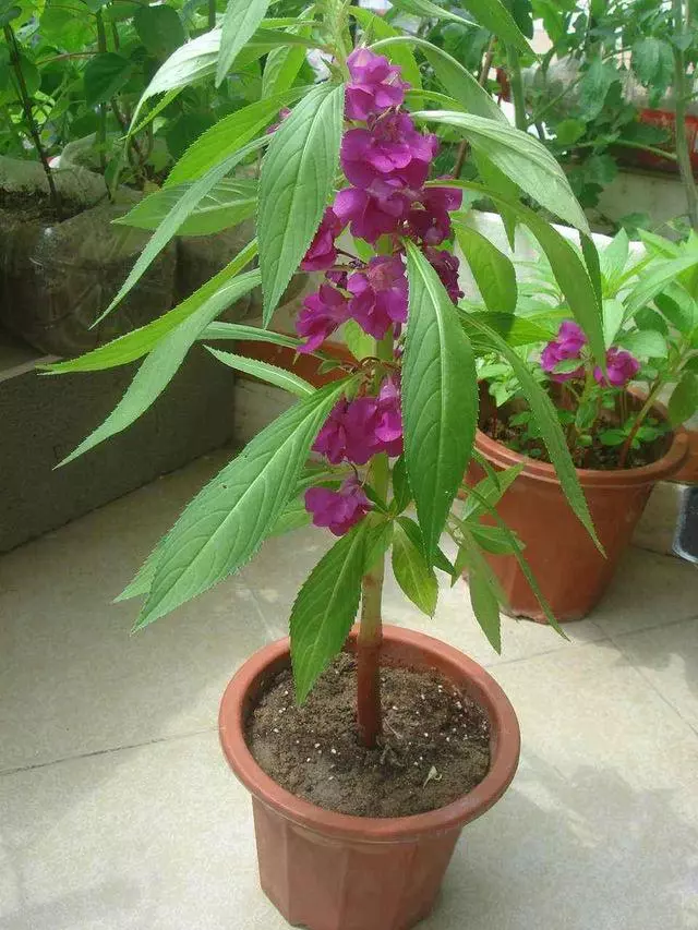 這種花是天然「染髮劑」,陽台種幾盆,白髮去無蹤