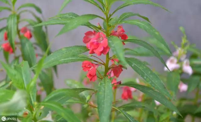 這種花是天然「染髮劑」,陽台種幾盆,白髮去無蹤