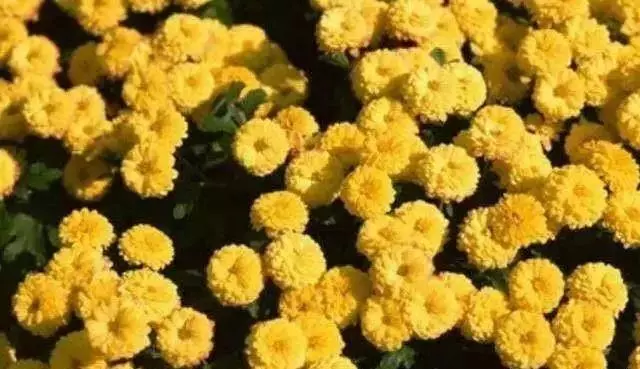 心理測試:4片花海,你最想去哪一片?測你身上哪一點最招人恨