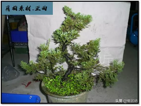 豐秋,柏類盆景造型的好時節,真柏盆景改作思路分享