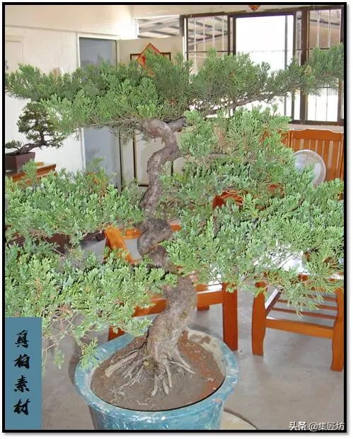 豐秋,柏類盆景造型的好時節,真柏盆景改作思路分享