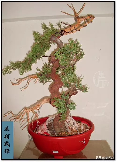豐秋,柏類盆景造型的好時節,真柏盆景改作思路分享